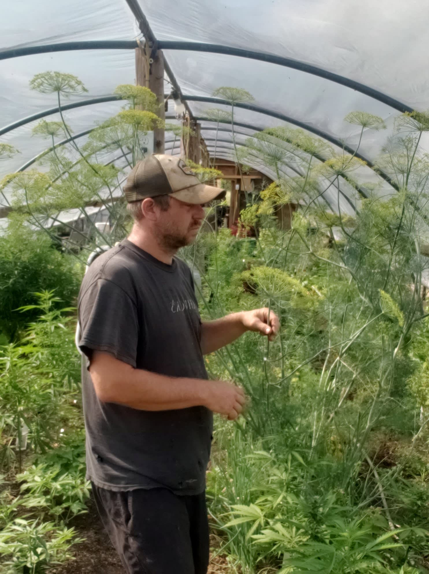 Kitchen Dill