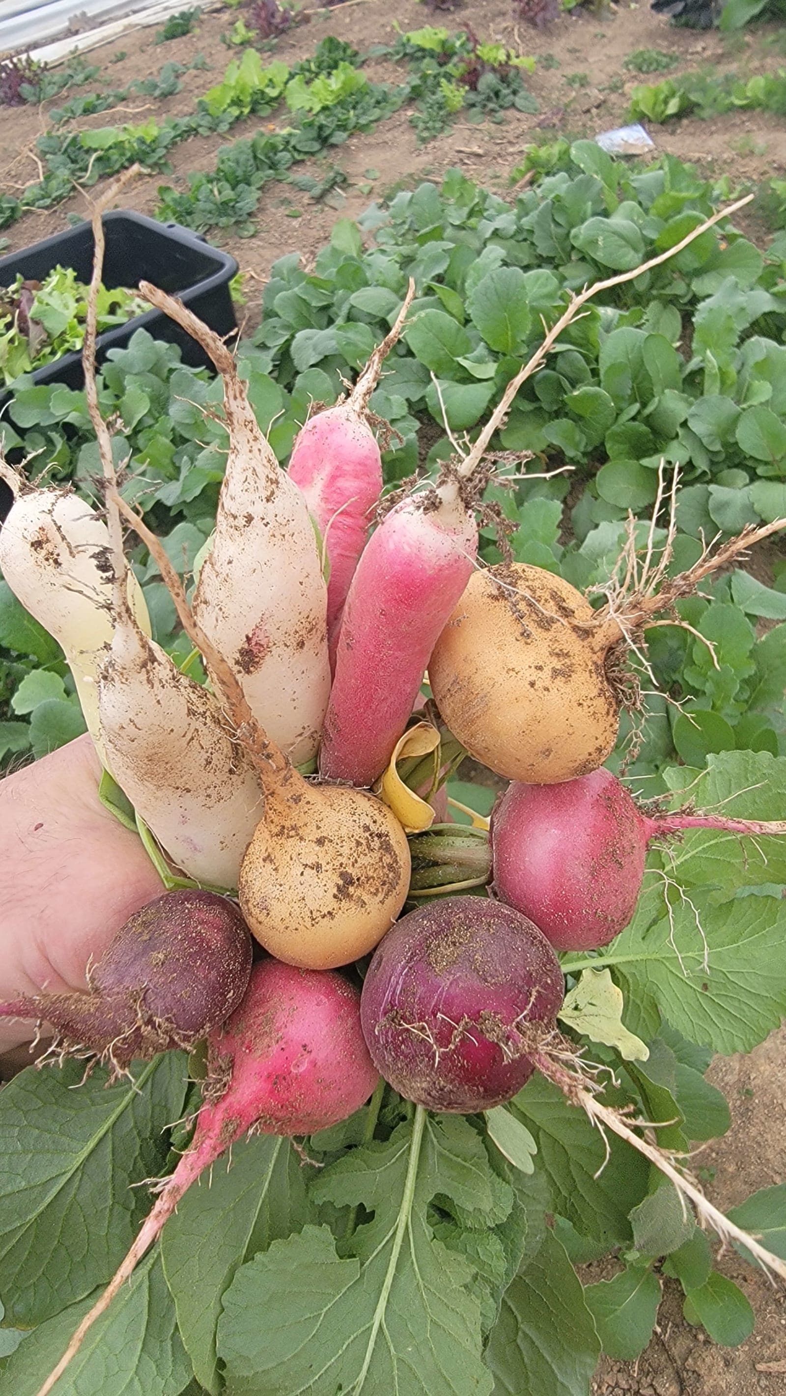 Spring Radish